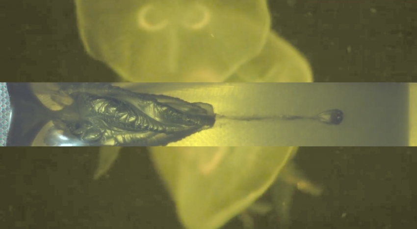 Oddly Satisfying Disasters