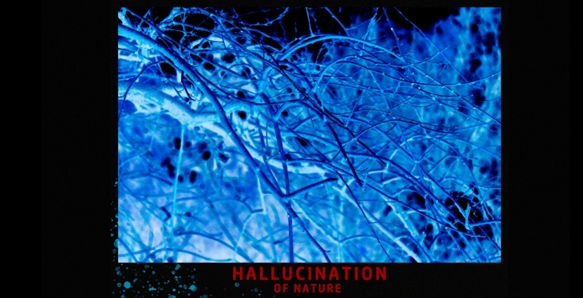 HALLUCINATION OF NATURE