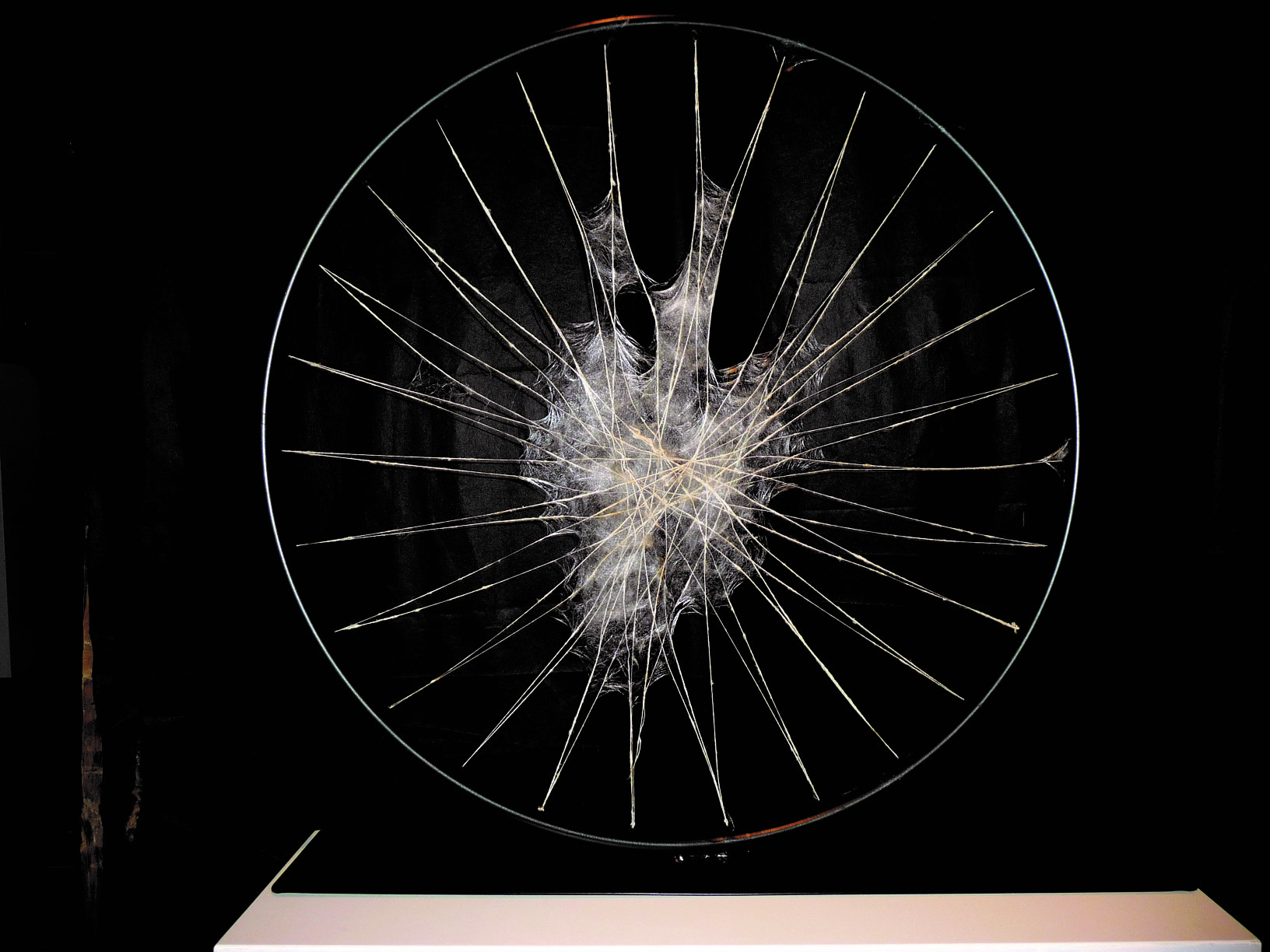 Συνάνθρωπος