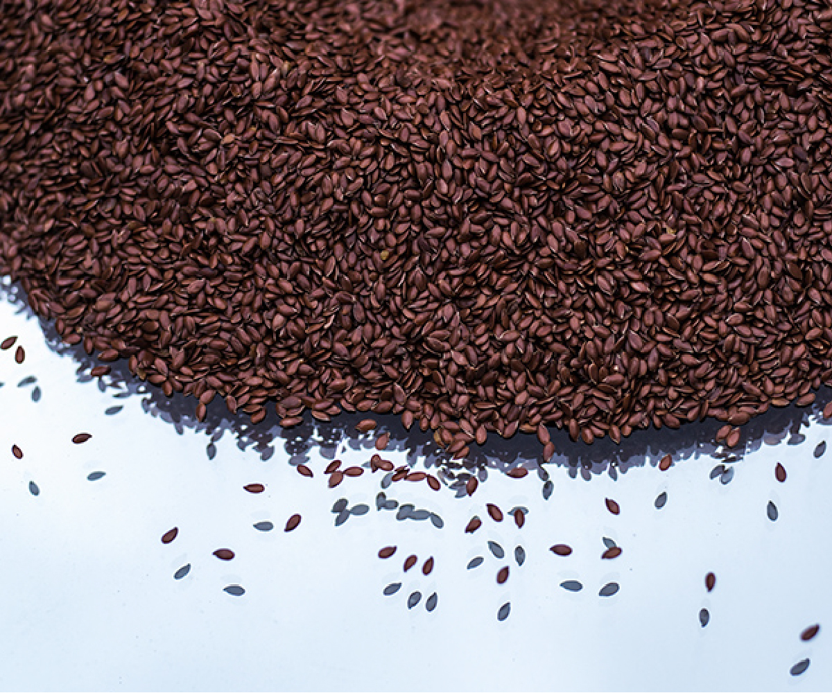 Seeds | Geometries exhibition