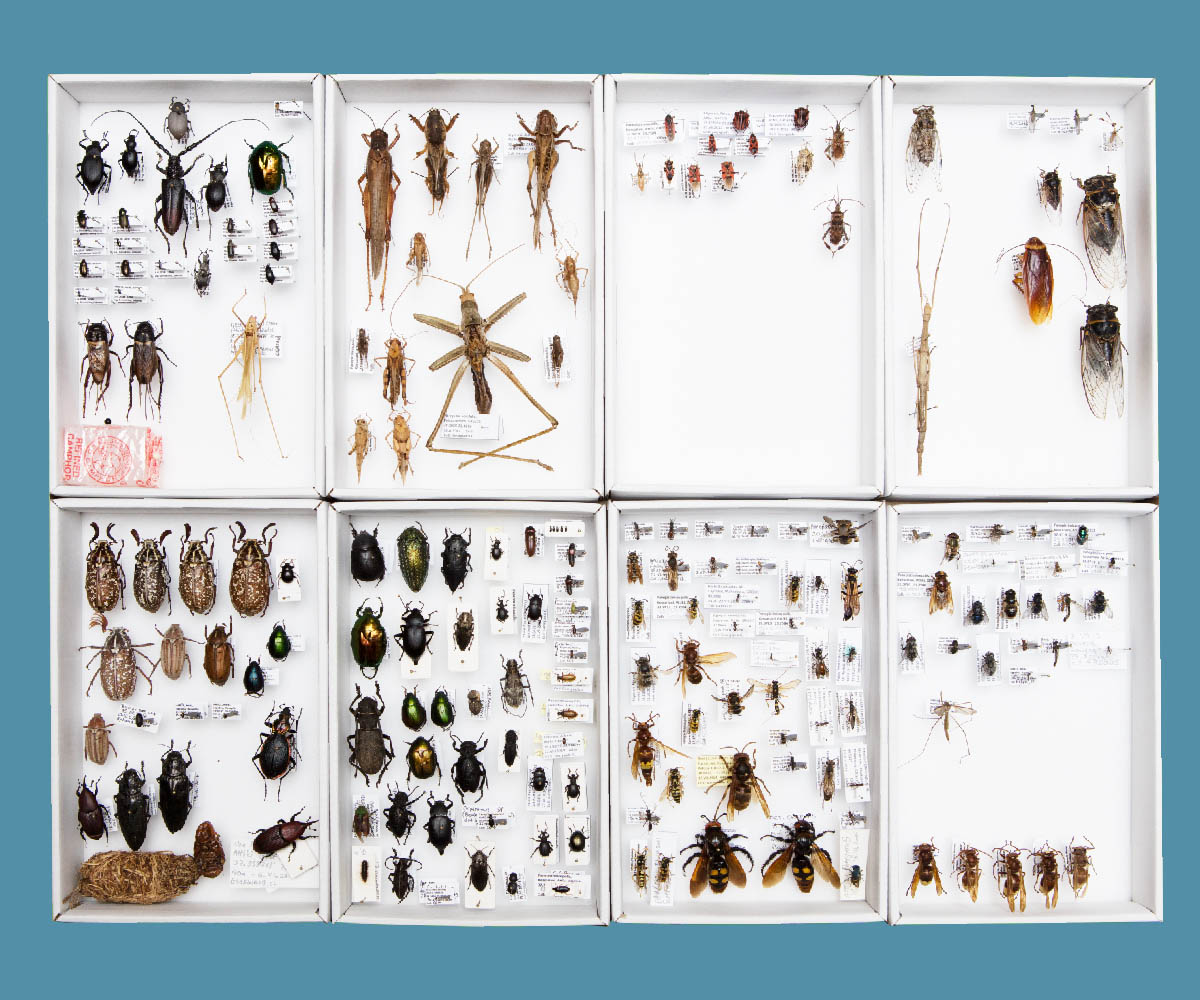 Onassis Fast Forward Festival 5 | Athens: The Nature Museum