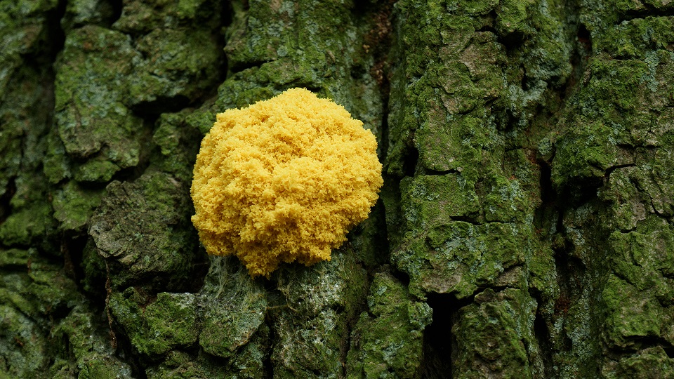 Waste/d Pavilion, Episode 2