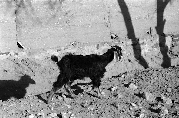 Κτηνολόγιο: Eυρήματα, αλληγορίες, αναπαραστάσεις