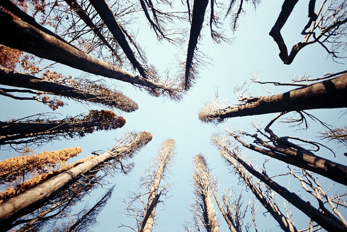 Το μπουαγιόν και η τσιντόνια