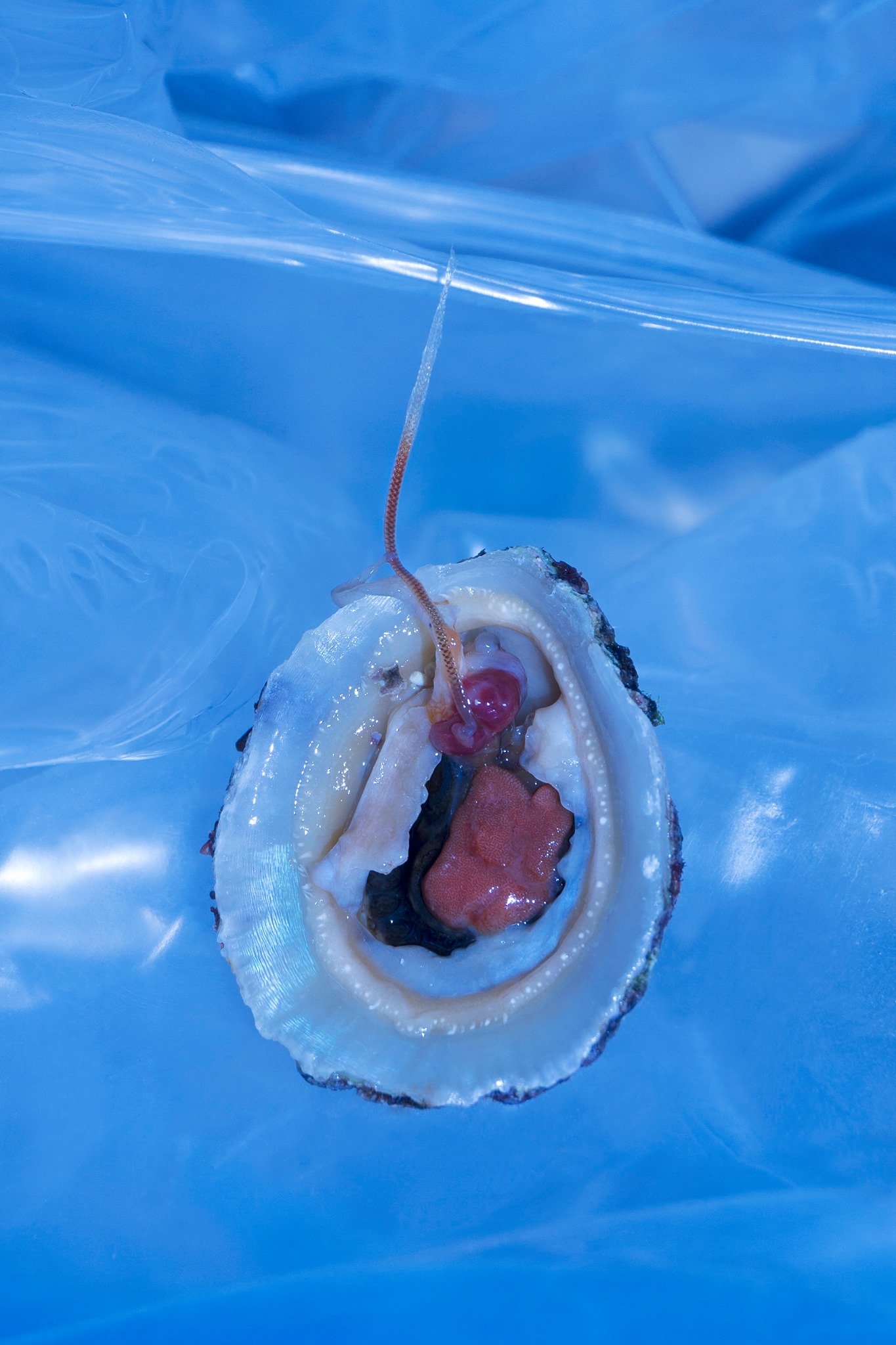 Go straight until you find the sea