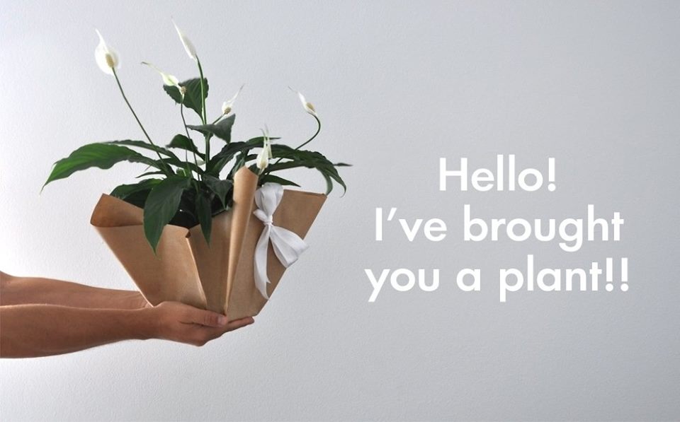 Athina Garden City Part 2: Hello! I've brought you a plant!!